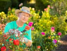 A male resident trimming rose bushes.